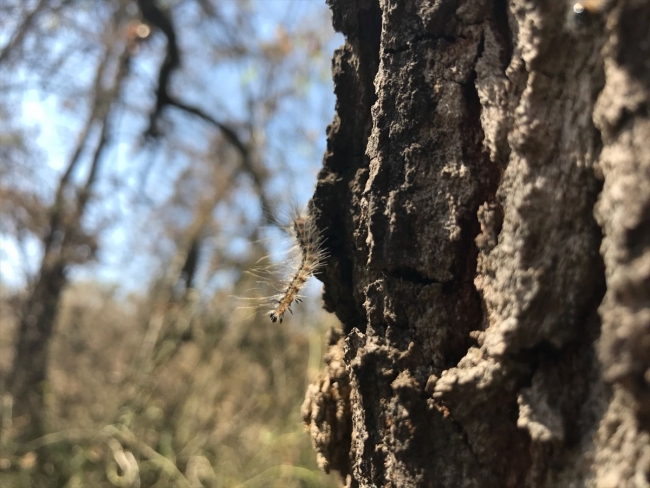 Subasar Ormanı 'Amerikan beyaz kelebeği' tehlikesiyle karşı karşıya
